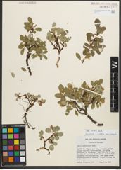 Foto von Salix nivalis Hook.